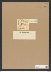 Actinoptychus parda Castr. (de-Toni-Nr.: Genus 227, Species 5629) Zeichnungen Sammlung Grunow Nr. 9514 (NHMW-BOT-W0379501)